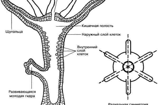 Кракен вы забанены что это