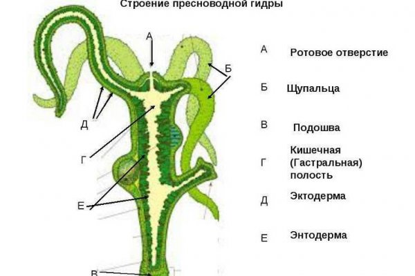 L мега